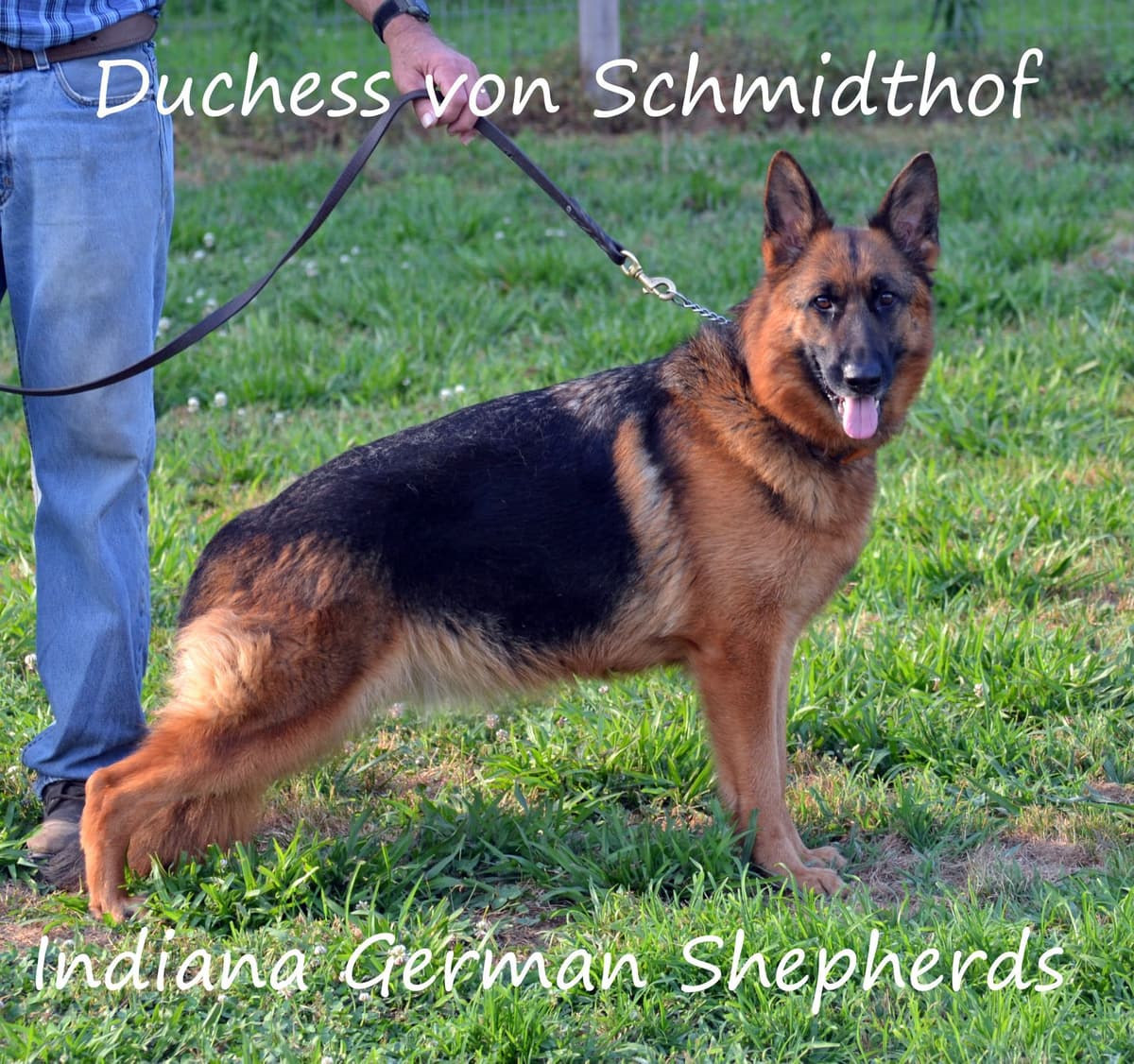 German Shepherd Dog Puppies breeder image 8