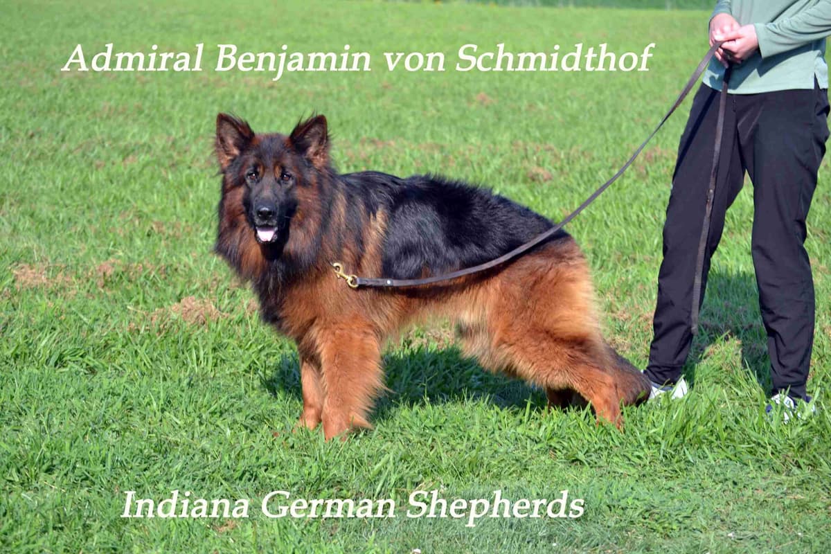 German Shepherd Dog Puppies breeder image 9