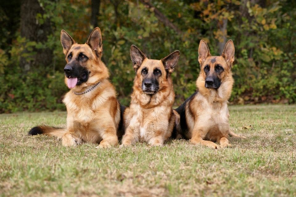 German Shepherd Dog Puppies breeder image 12
