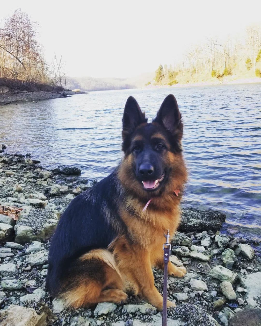 German Shepherd Dog Puppies breeder image 14