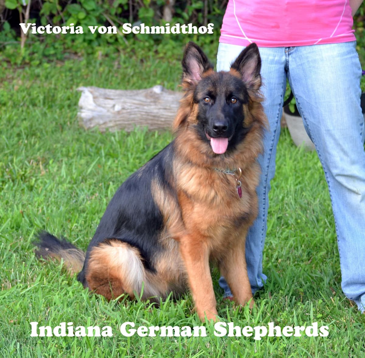 German Shepherd Dog Puppies breeder image 15