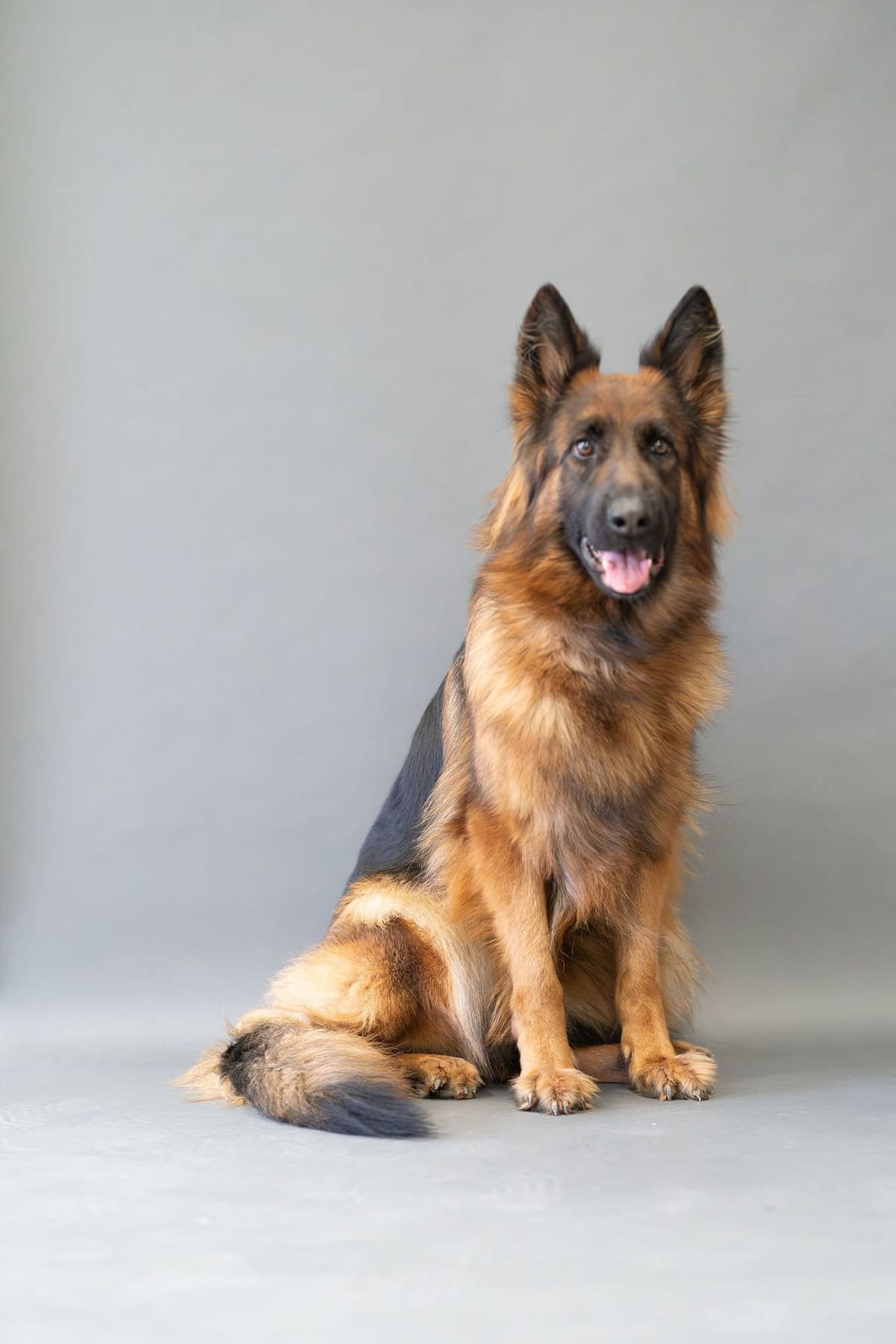 German Shepherd Dog Puppies breeder image 16