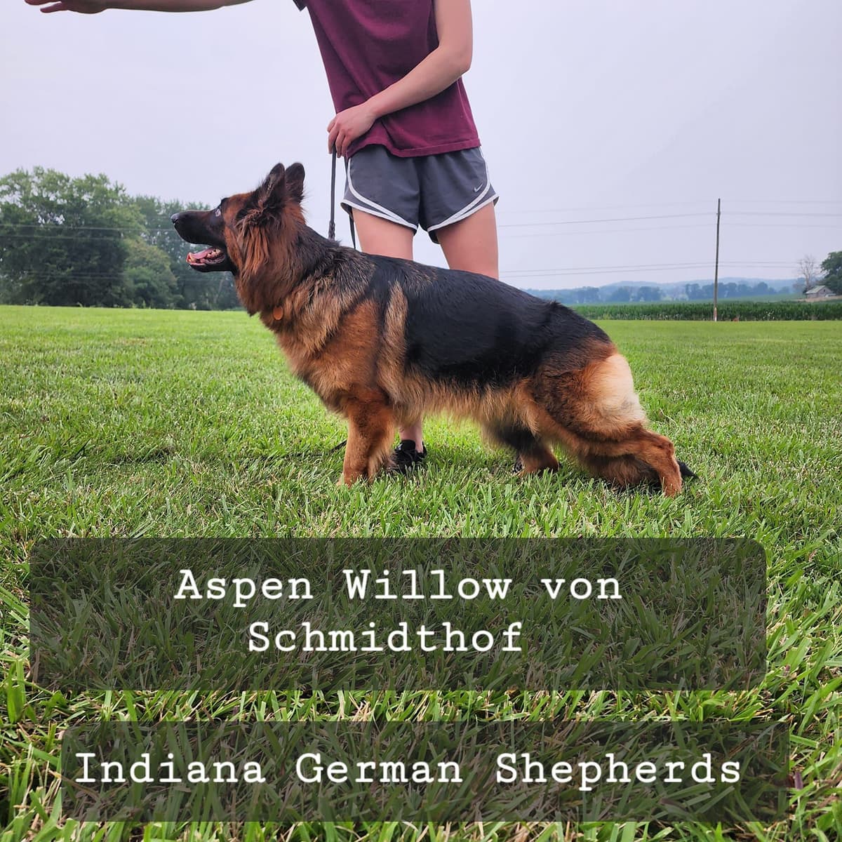German Shepherd Dog Puppies breeder image 17
