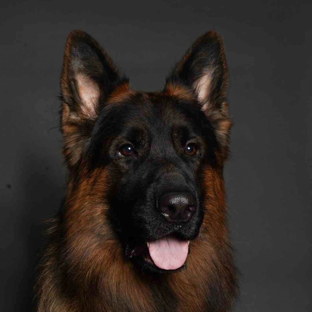 German Shepherd Dog Puppies breeder image 21