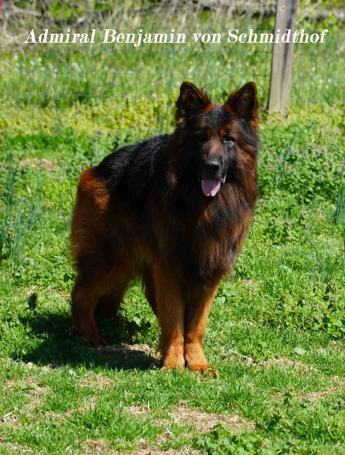 German Shepherd Dog Puppies breeder image 22