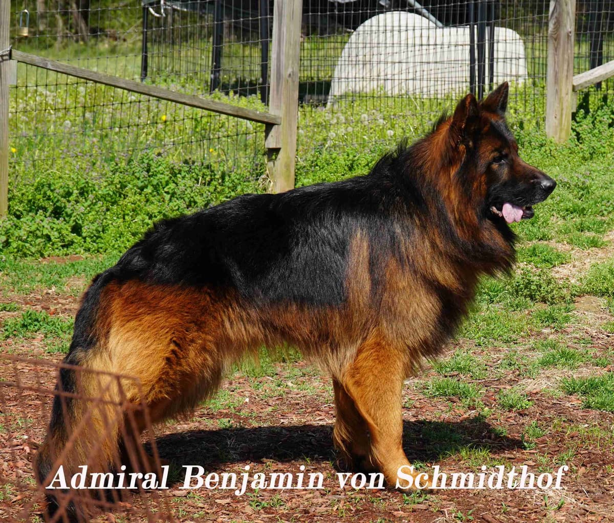 German Shepherd Dog Puppies breeder image 23