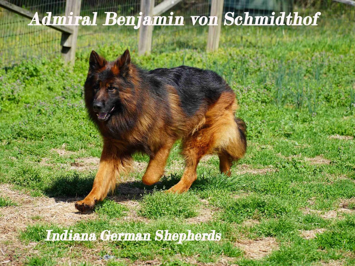 German Shepherd Dog Puppies breeder image 24