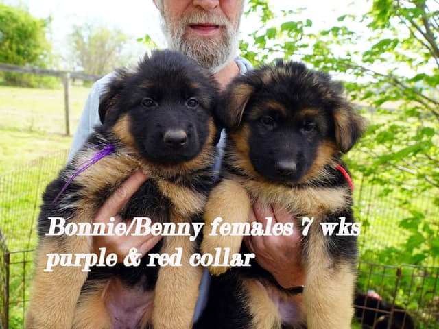 German Shepherd Dog Puppies media 2