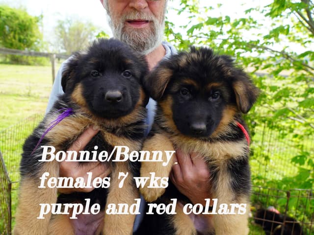 German Shepherd Dog Puppies media 3