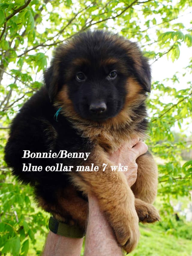 German Shepherd Dog Puppies media 4