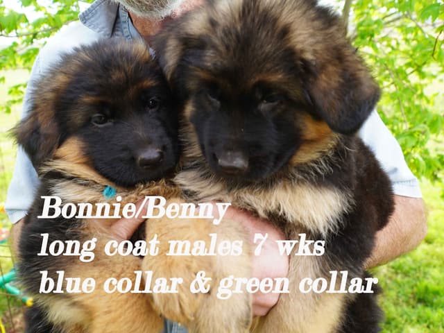 German Shepherd Dog Puppies media 5