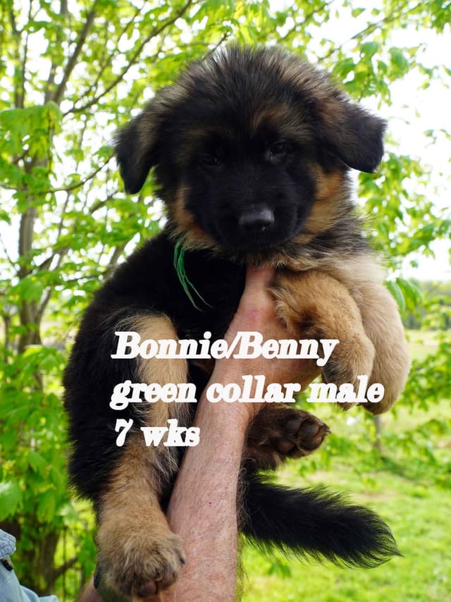 German Shepherd Dog Puppies media 6