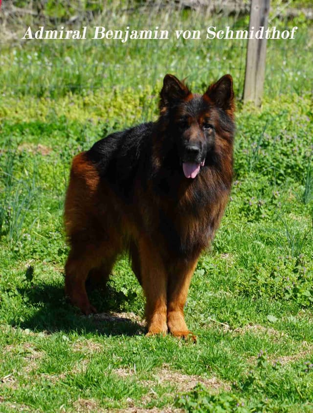German Shepherd Dog Puppies media 8