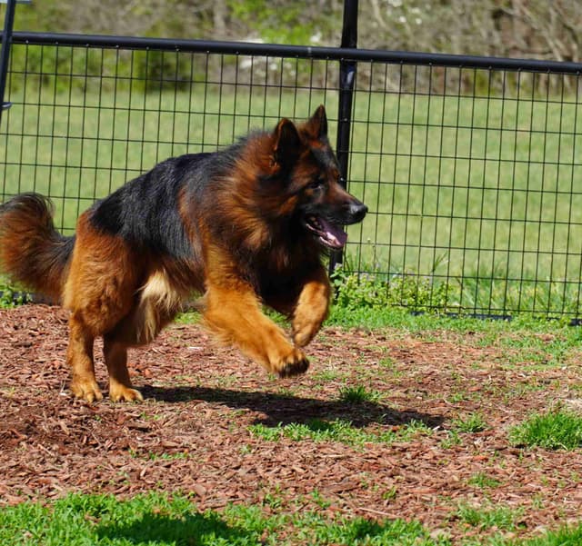 German Shepherd Dog Puppies media 9