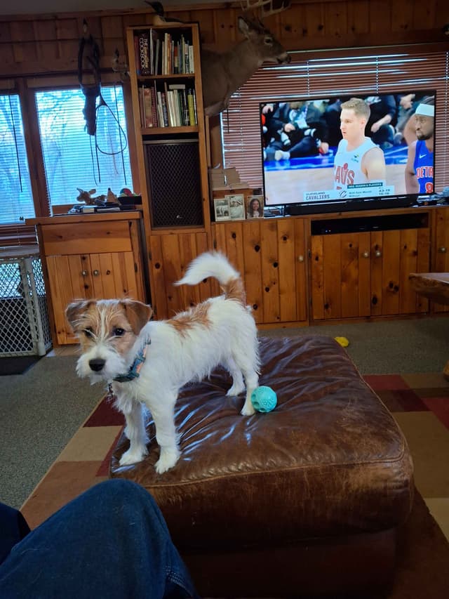 Russell Terrier Puppy media 2