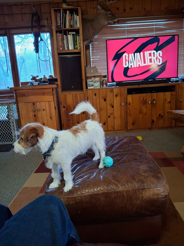 Russell Terrier Puppy media 3