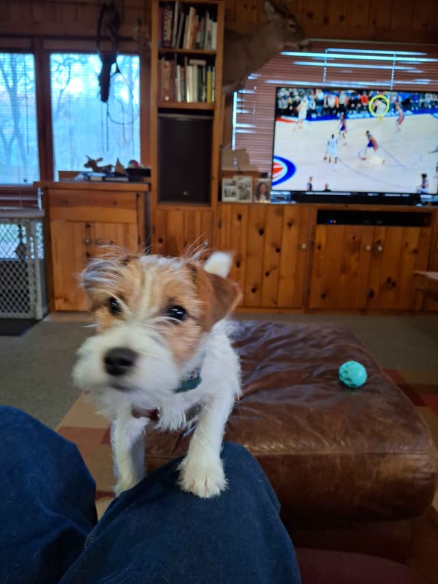 Russell Terrier Puppy media 4