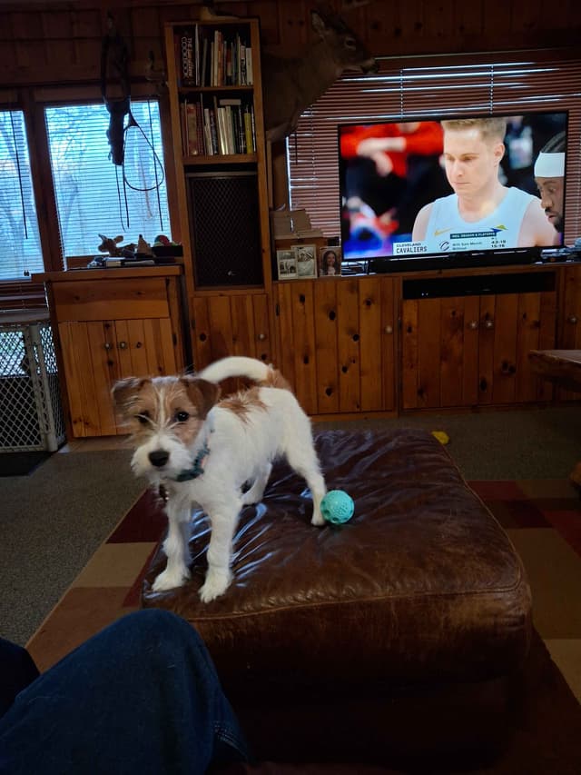 Russell Terrier Puppy media 5