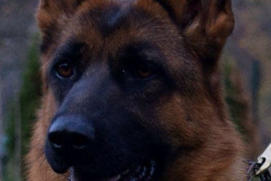 German Shepherd Dog Puppies breeder image 9