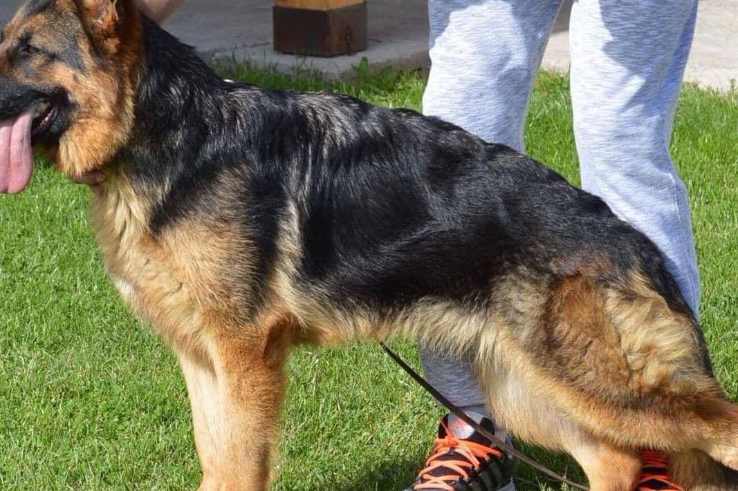 German Shepherd Dog Puppies breeder image 8