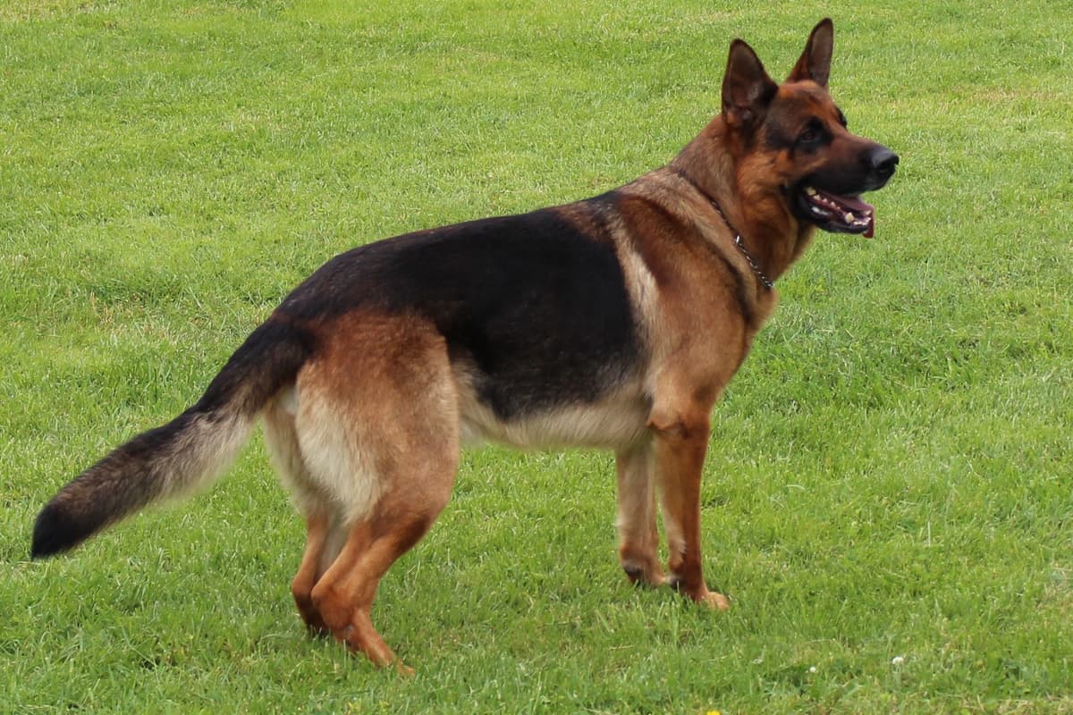 German Shepherd Dog Puppies breeder image 1