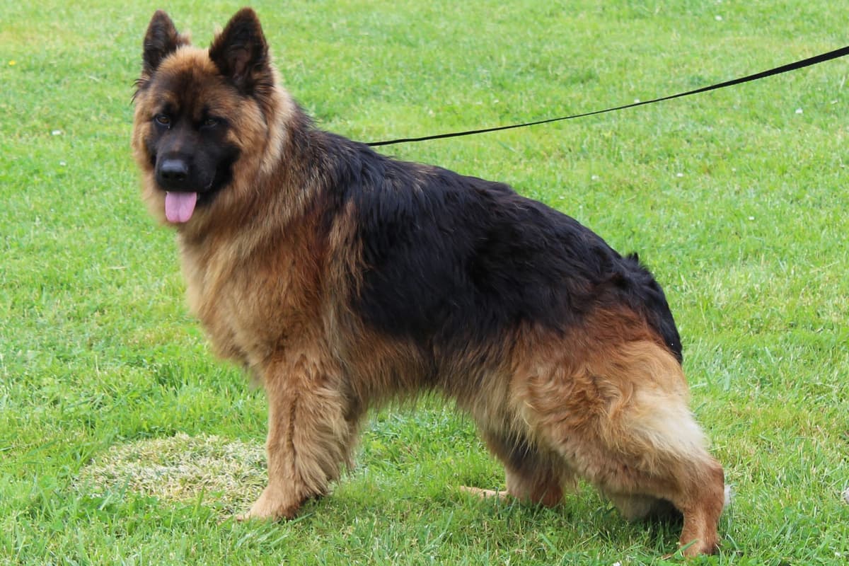 German Shepherd Dog Puppies breeder image 6