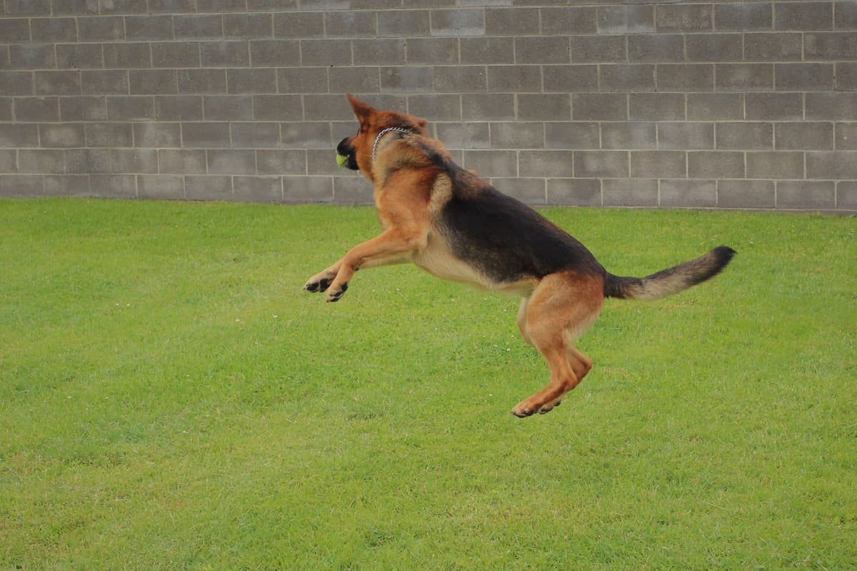 German Shepherd Dog Puppies breeder image 5