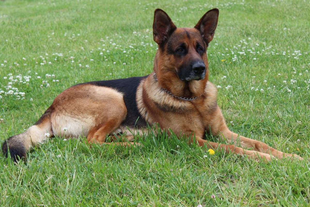 German Shepherd Dog Puppies breeder image 4