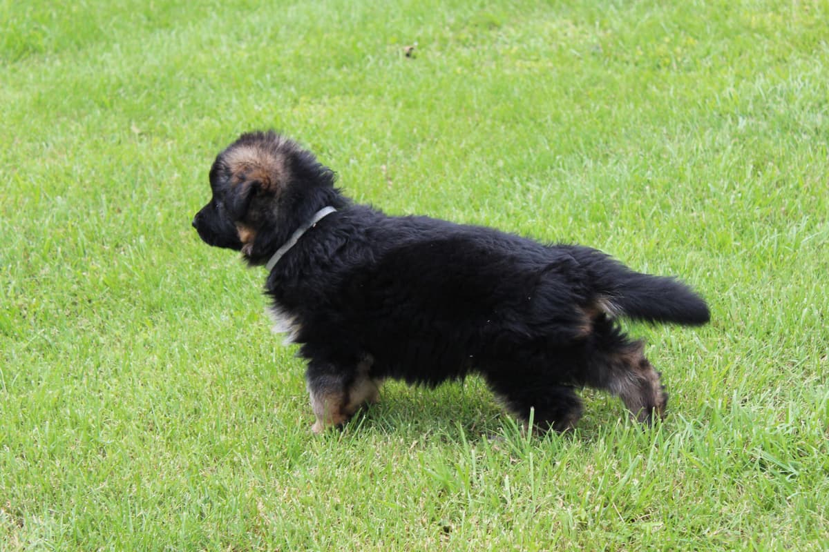 German Shepherd Dog Puppies breeder image 3