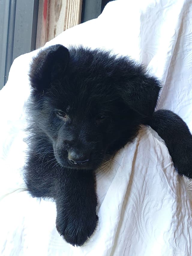 German Shepherd Dog Puppies media 3