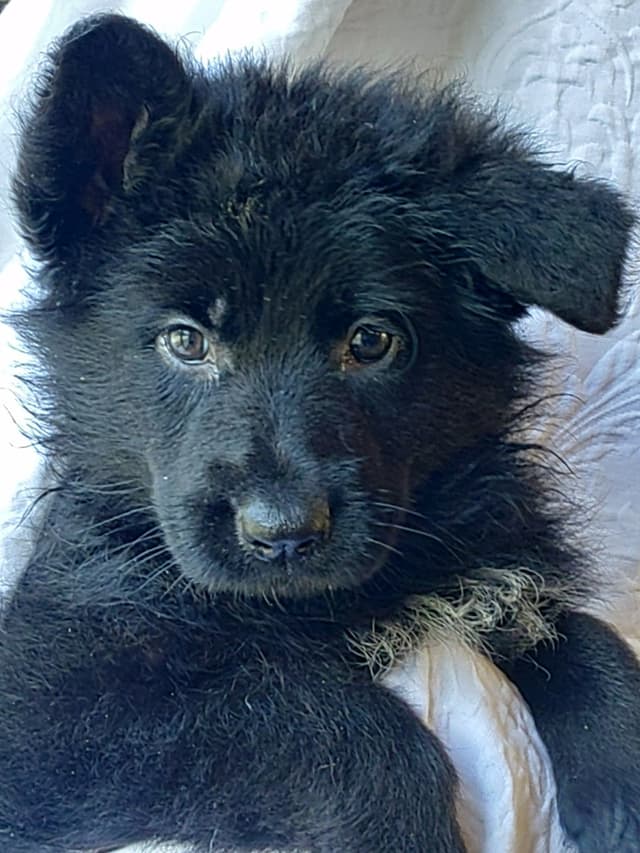 German Shepherd Dog Puppies media 4