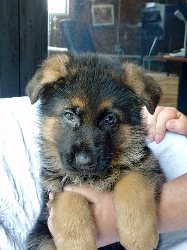 German Shepherd Dog Puppies media 5