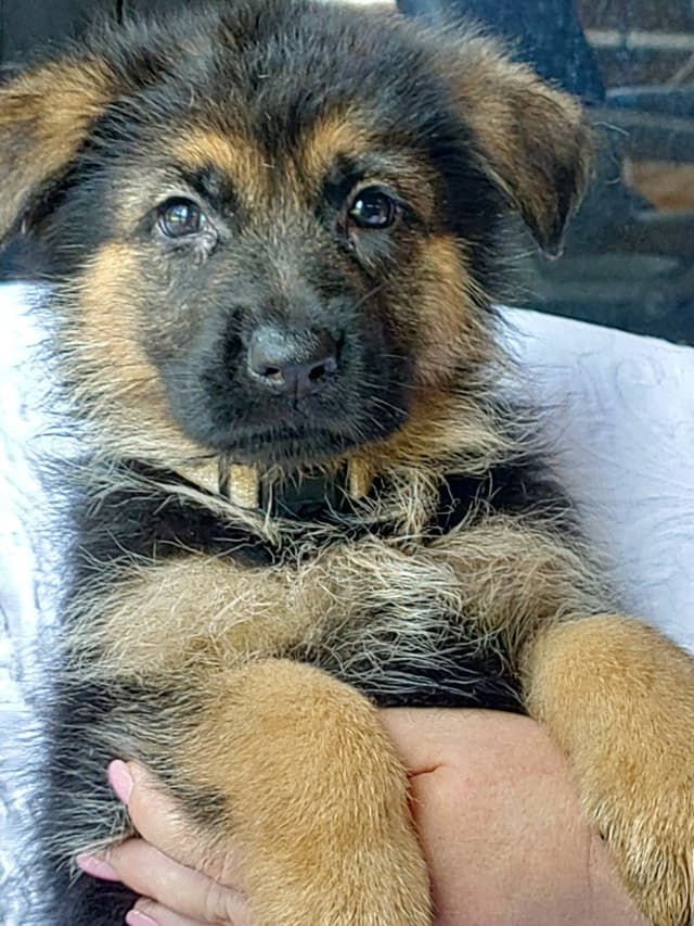 German Shepherd Dog Puppies media 6
