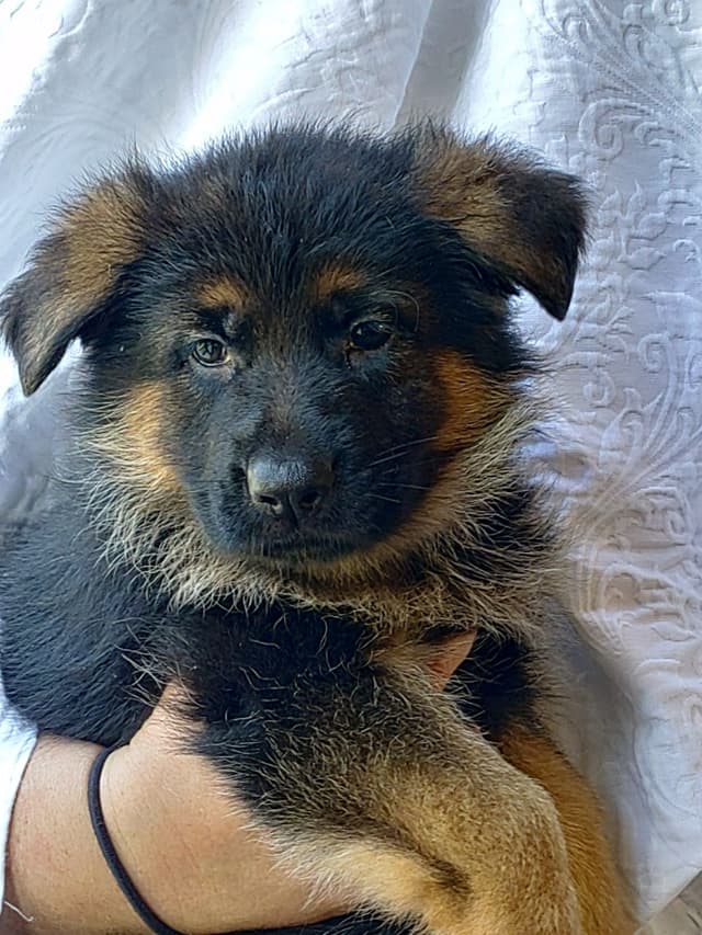 German Shepherd Dog Puppies media 7