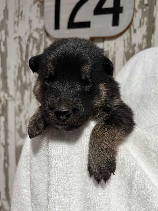 German Shepherd Dog Puppies media 3