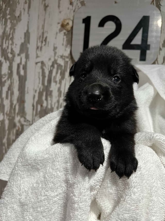 German Shepherd Dog Puppies media 5