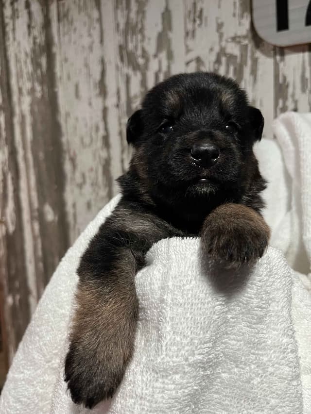 German Shepherd Dog Puppies media 6