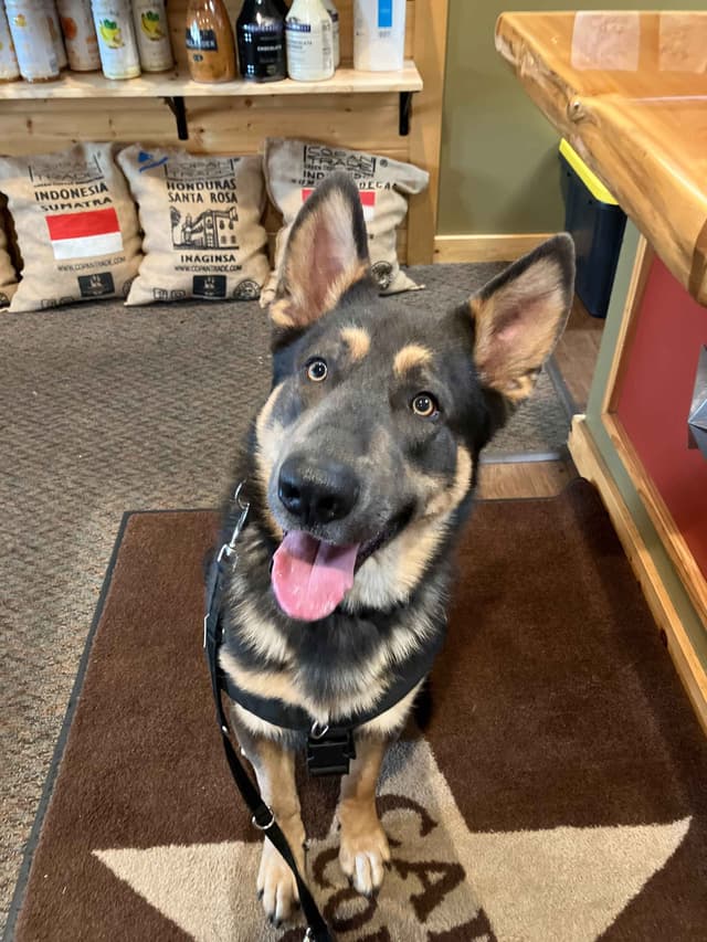 German Shepherd Dog Puppies media 7