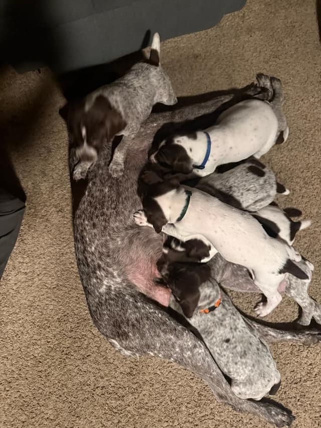 German Shorthaired Pointer Puppies media 2