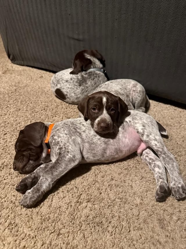 German Shorthaired Pointer Puppies media 3
