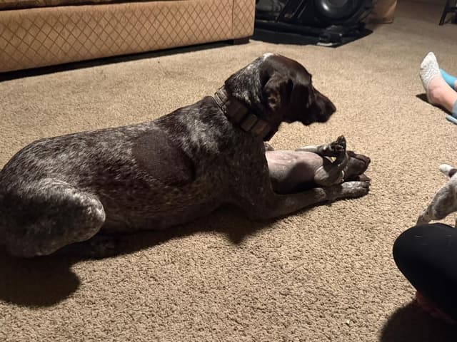 German Shorthaired Pointer Puppies media 4