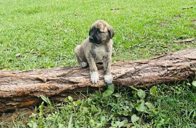 Anatolian Shepherd Dog Puppies breeder image 4