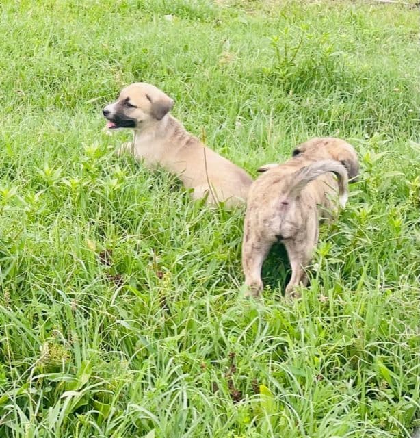 Anatolian Shepherd Dog Puppies breeder image 5