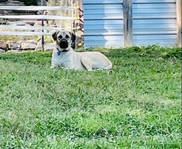 Anatolian Shepherd Dog Puppies breeder image 14