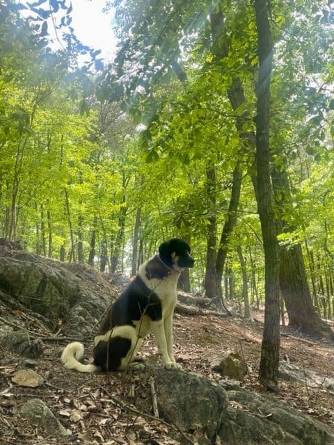 Anatolian Shepherd Dog Puppies breeder image 16