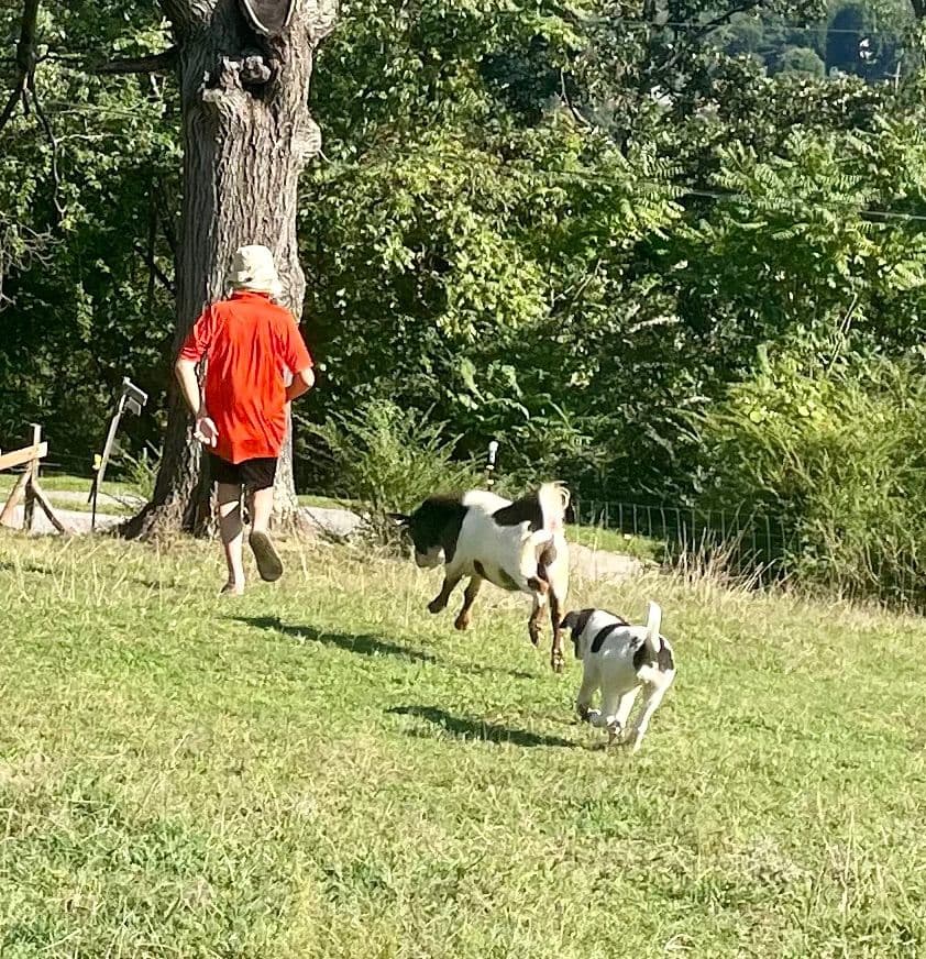 Anatolian Shepherd Dog Puppies breeder image 19