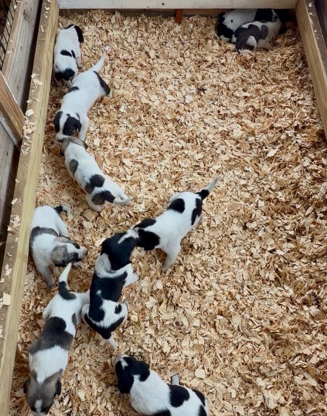 Anatolian Shepherd Dog Puppies media 16