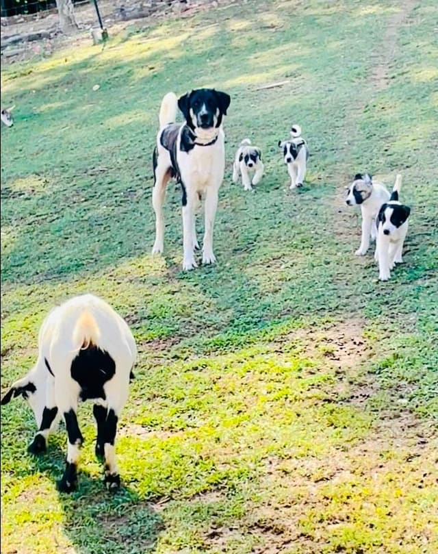 Anatolian Shepherd Dog Puppies media 11