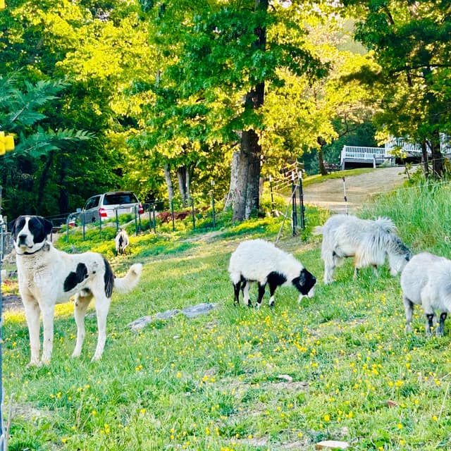Anatolian Shepherd Dog Puppies media 15