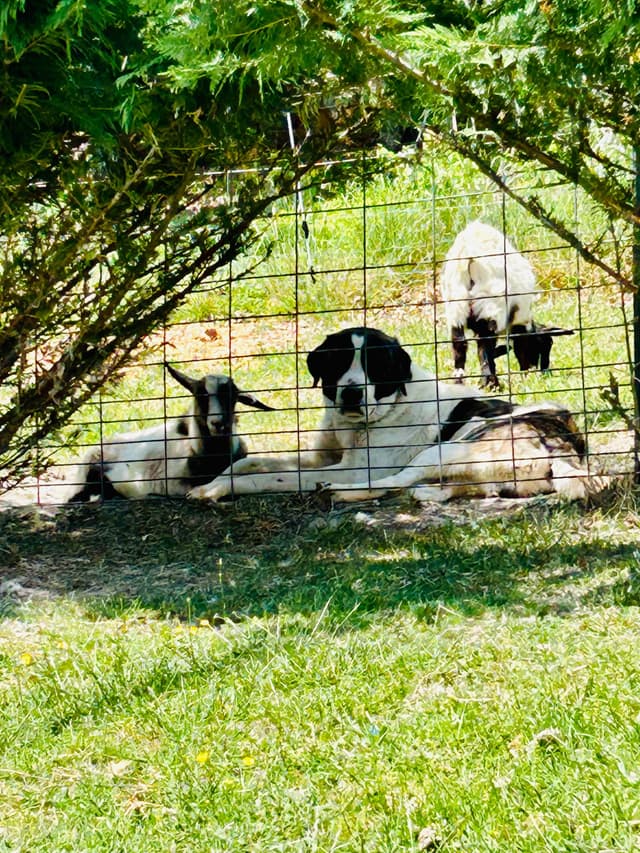 Anatolian Shepherd Dog Puppies media 14